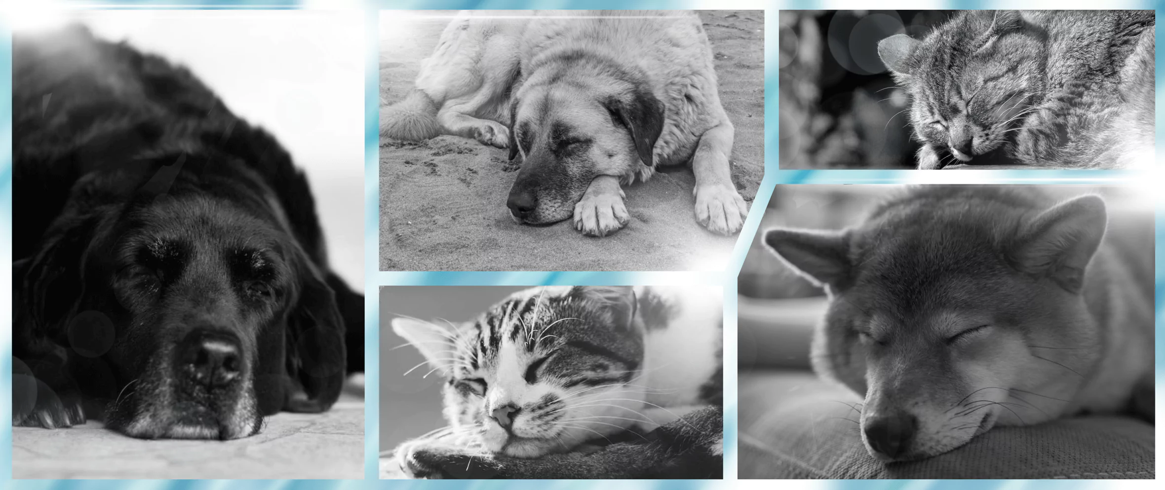 Black and white collage of cats and dogs for HolisticalVets' in-home pet euthanasia services in Cumberland County, New Jersey (available near you in 08302, 08311, 08313, 08314, 08315, 08316, 08320, 08321, 08323, 08324, 08327, 08329, 08332, 08345, 08348, 08349, 08352, 08353, 08360, 08361, and 08362)