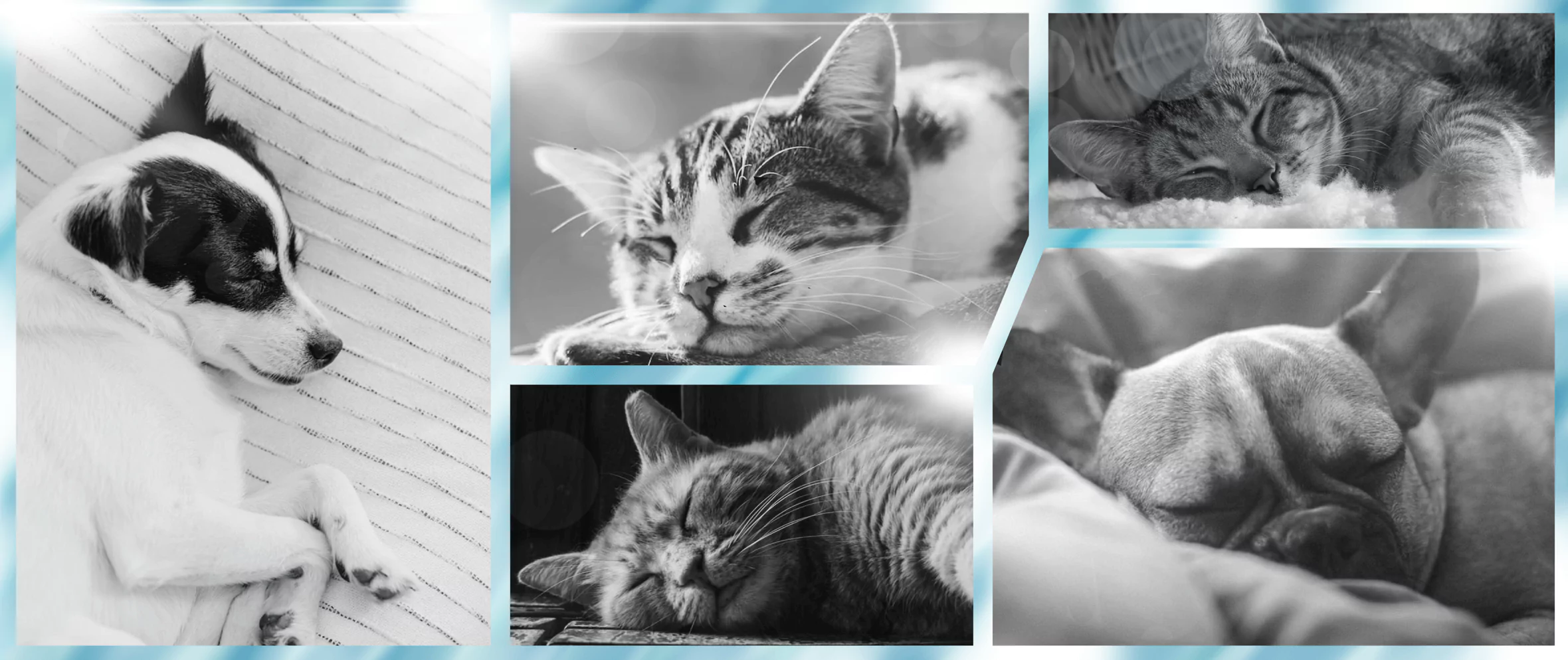Black and white collage of cats and dogs for HolisticalVets' in-home pet euthanasia services in Ocean County, New Jersey (available in towns near you in 08005, 08006, 08008, 08050, 08087, 08092, 08527, 08533, 08701, 08721, 08722, 08723, 08724, 08731, 08732, 08733, 08734, 08735, 08738, 08739, 08740, 08741, 08742, 08751, 08752, 08753, 08754, 08755, 08756, 08757, 08758, and 08759)