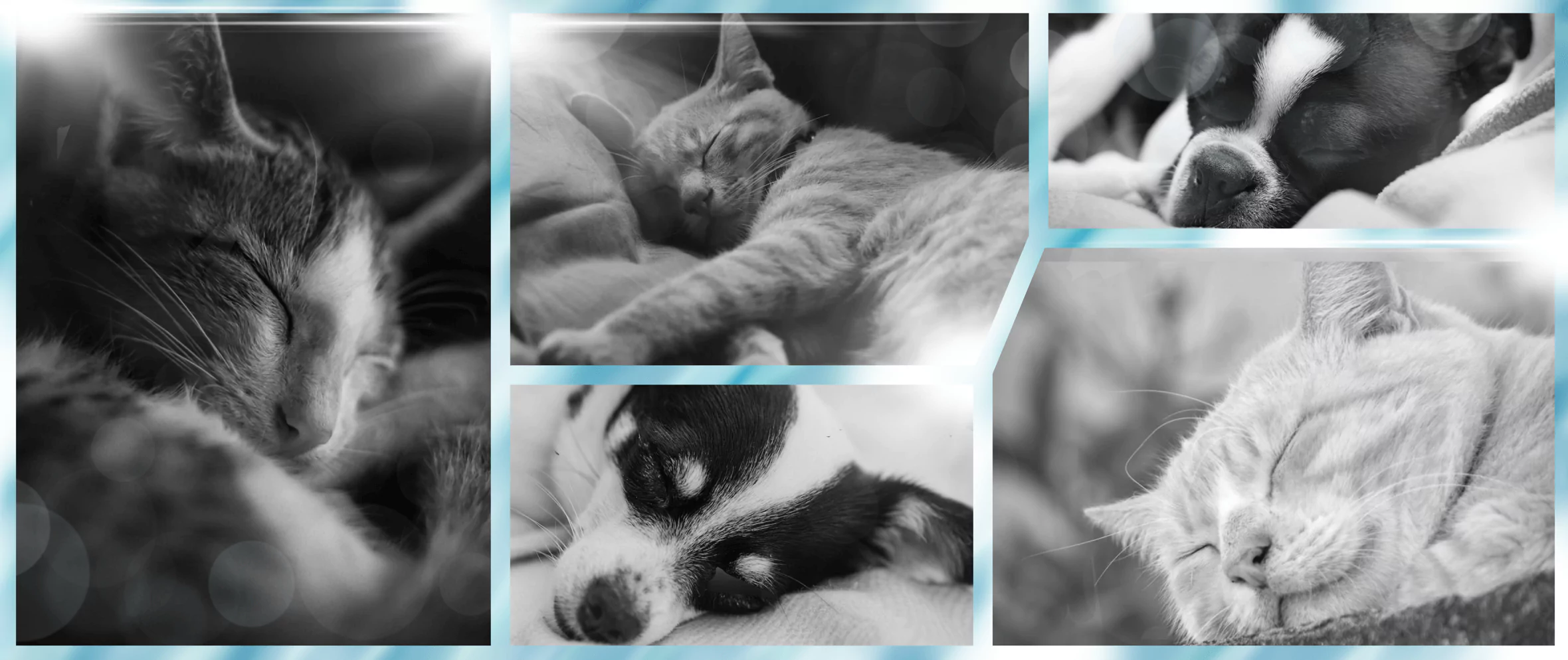 Black and white collage of cats and dogs for HolisticalVets' in-home pet euthanasia services in Monmouth County, New Jersey (available in towns near you in 07701, 07702, 07703, 07704, 07710, 07711, 07712, 07715, 07716, 07717, 07718, 07719, 07720, 07721, 07722, 07723, 07724, 07726, 07727, 07728, 07730, 07731, 07732, 07733, 07734, 07735, 07737, 07738, 07739, 07740, 07746, 07747, 07748, 07750, 07751, 07752, 07753, 07754, 07755, 07756, 07757, 07758, 07760, 07762, 07763, 07764, 07765, 07799, 08501, 08510, 08514, 08526, 08535, 08555, 08720, 08730, 08736, and 08750)