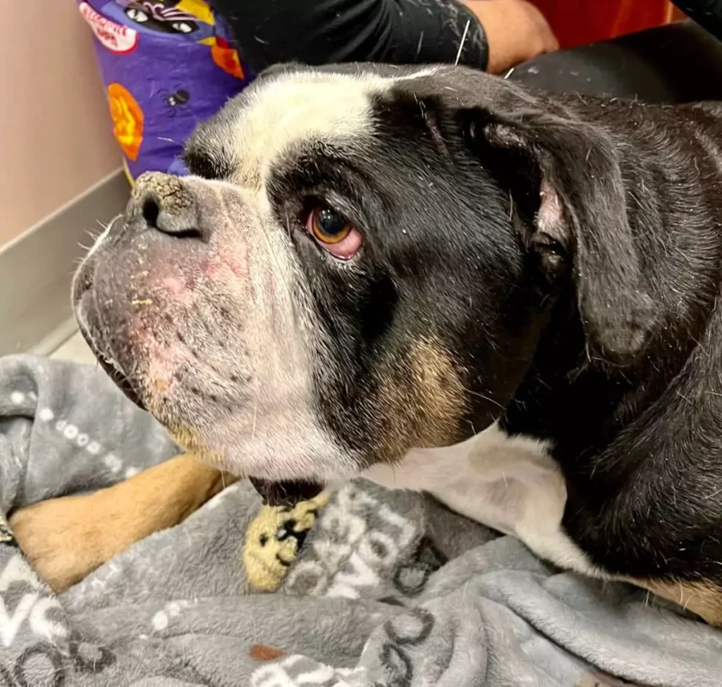 HolisticalVets performing veterinary acupuncture to help a bulldog that was limping