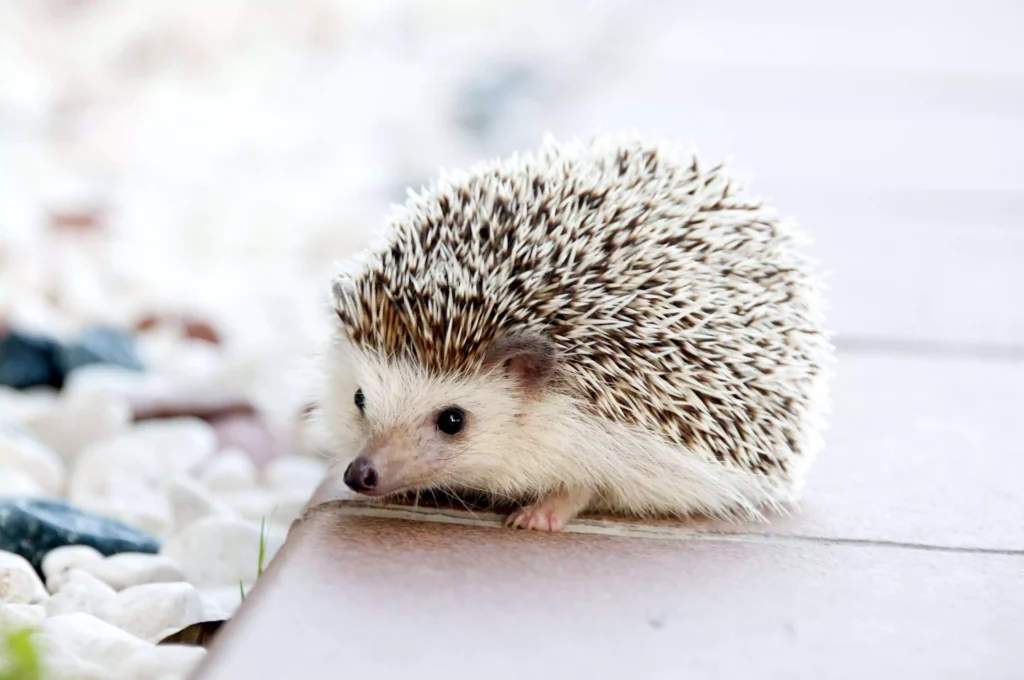 Cute hedgehog sitting outside
