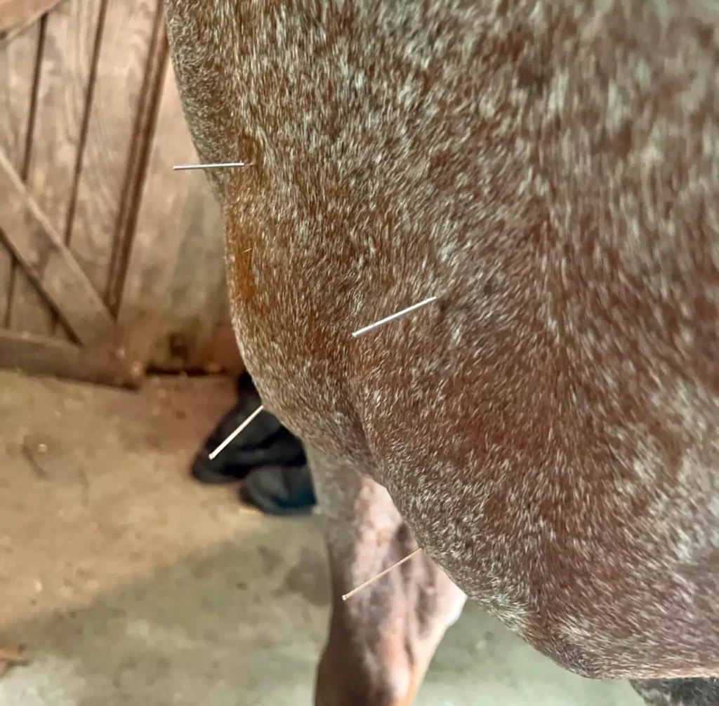 Acupuncture needles in a brown horse, who is receiving services from HolisticalVets