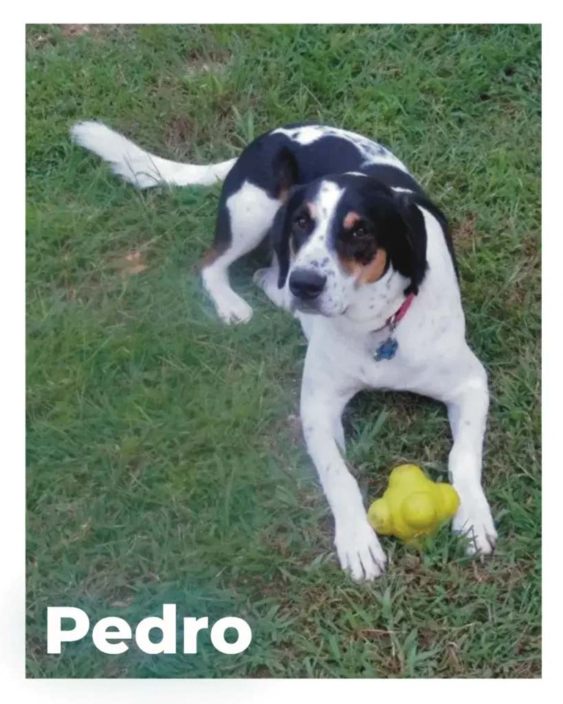 A cute hound dog being remembered after crossing over the Rainbow Bridge