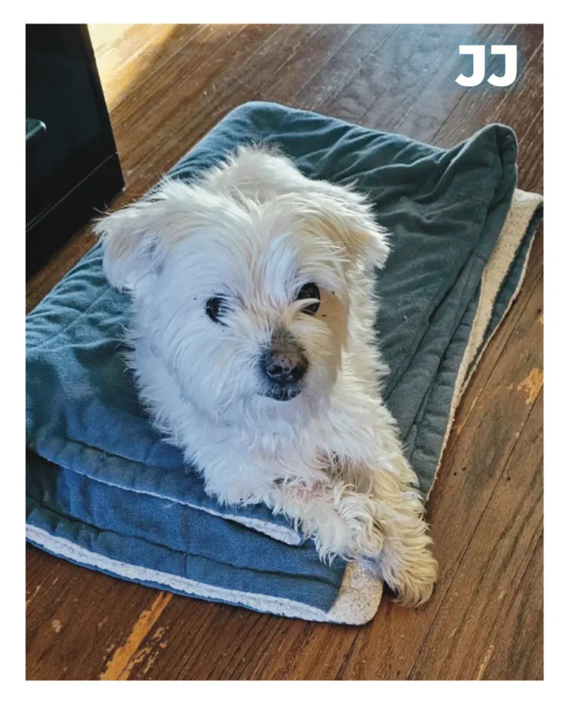 A memorial to a small white dog
