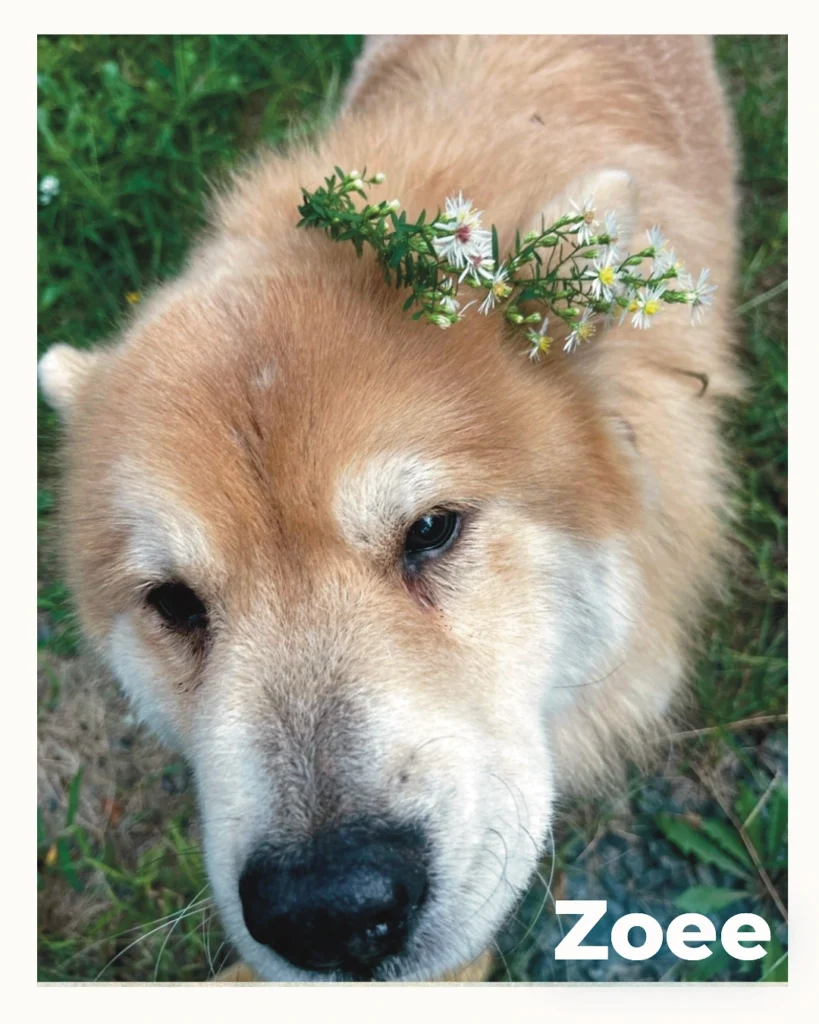 Female Chow Chow being remembered after passing away on HolisticalVets' Pet Memorial page