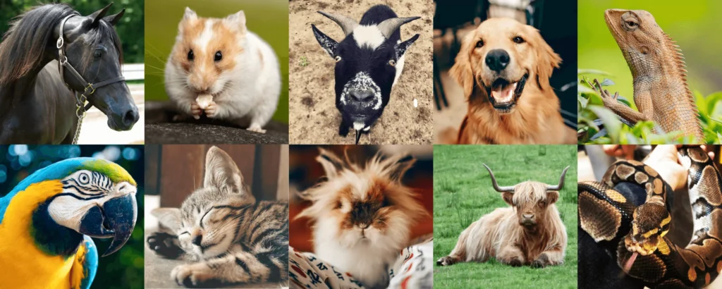 Collage of animals including dog, cat, bird, rabbit, horse, and lizard for in-home euthanasia and pet care in Central Jersey and South Jersey