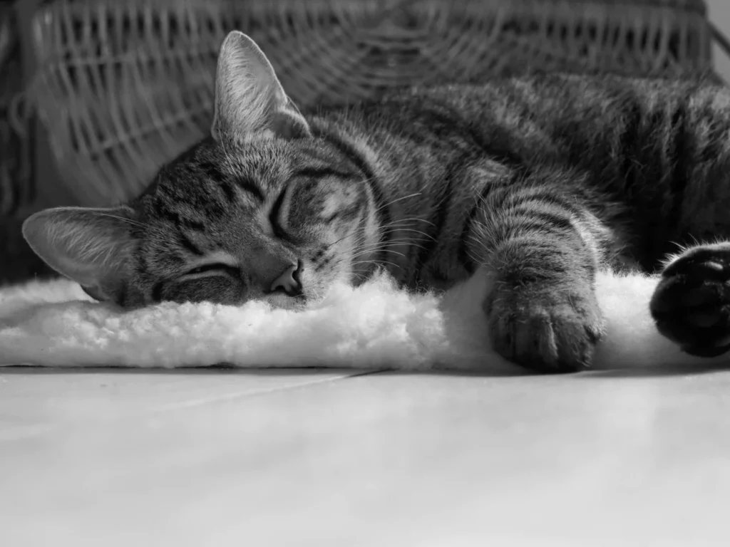 Black and white image of a sleeping cat, conveying peace and comfort