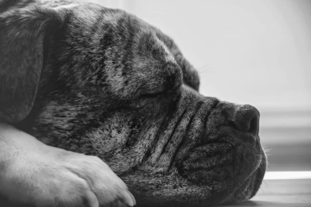 Black and white image of a sleeping dog, conveying trust and relaxation