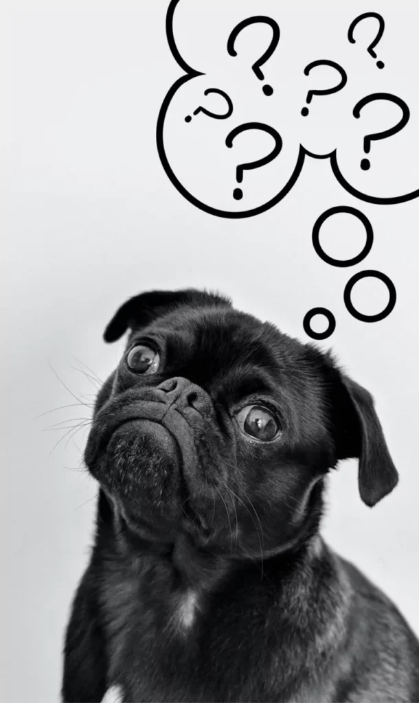 Black pug with a thought bubble filled with question marks