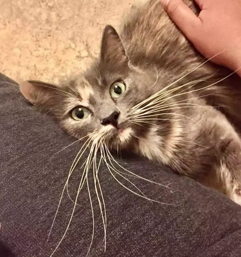 A calm cat looking up while being gently petted, showing comfort and peaceful reassurance.