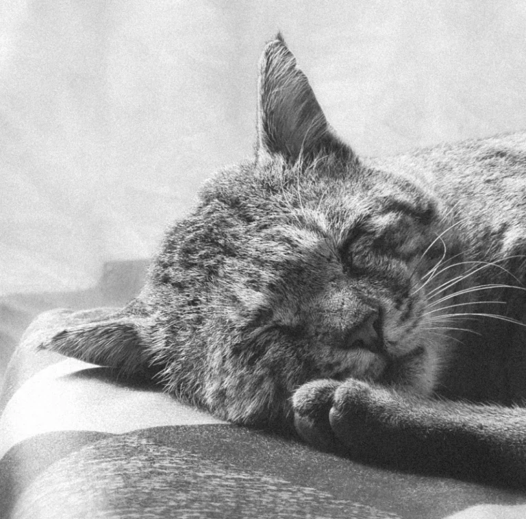 A black and white image of a cat with its eyes closed while resting peacefully