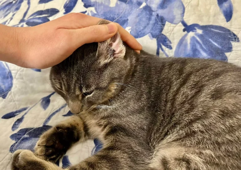 Cat receiving relaxing Tui-na massage during a holistic TCVM session