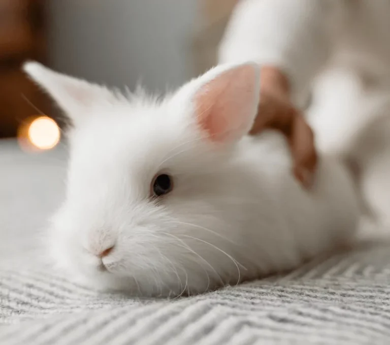 Rabbit receiving gentle Tui-na therapy as part of holistic veterinary care