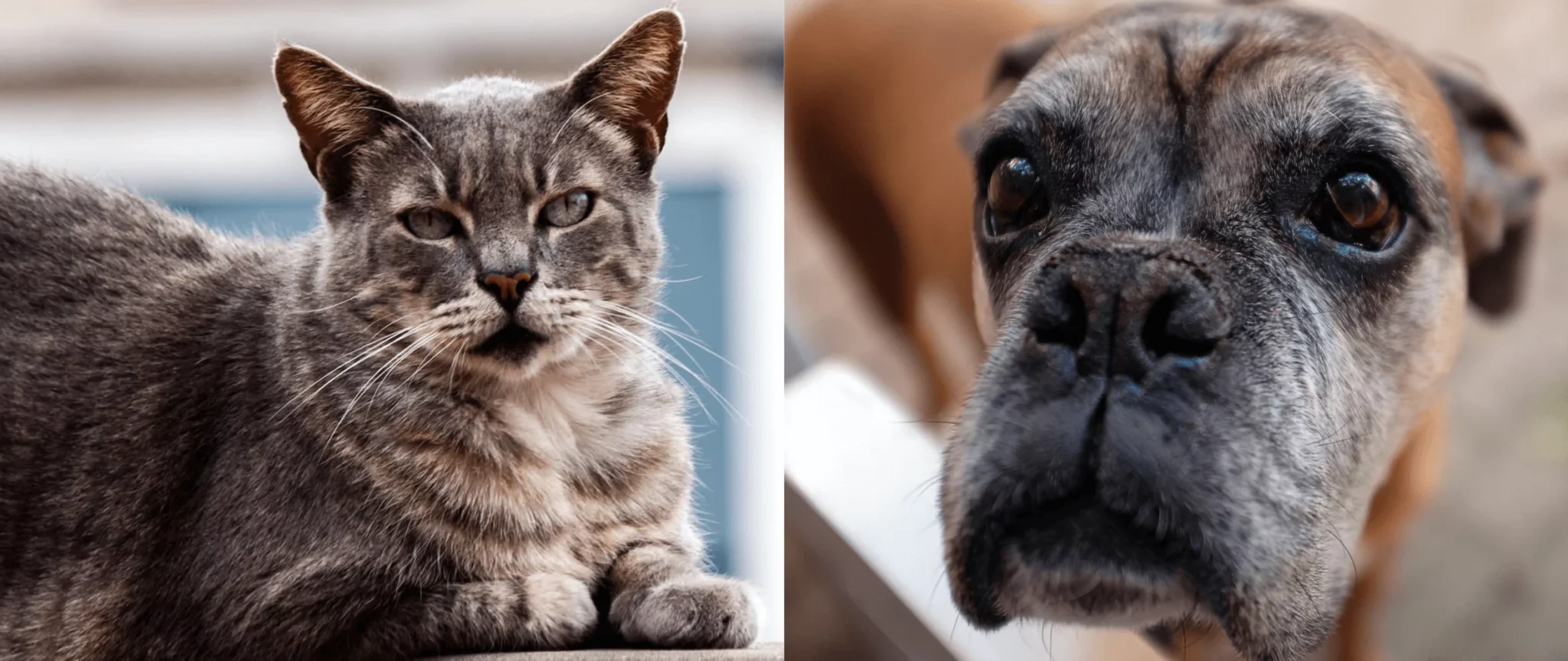 A collage of senior animals representing pets who may benefit from Quality of Life guidance through telehealth.