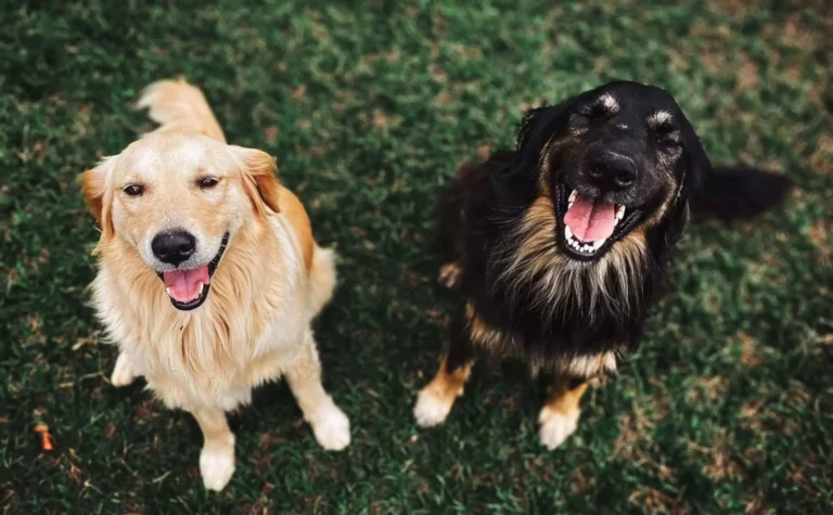 Two dogs looking at the camera during a calm moment