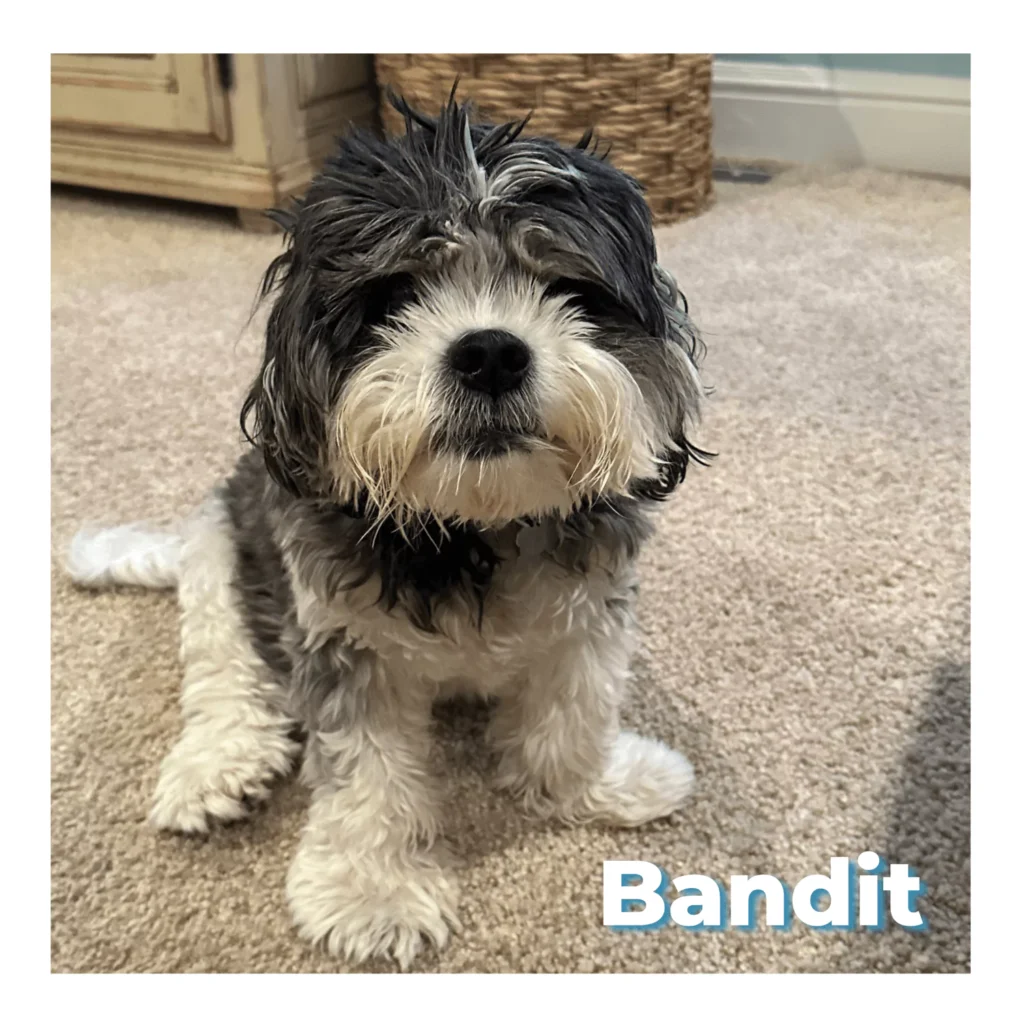 Black and white Cavachon looking at the camera with a peaceful expression, remembered by HolisticalVets after a compassionate in-home euthanasia visit in South Jersey.