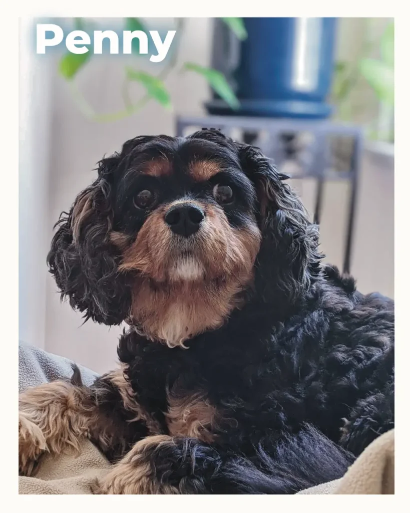 A black and brown Cavalier Spaniel resting comfortably
