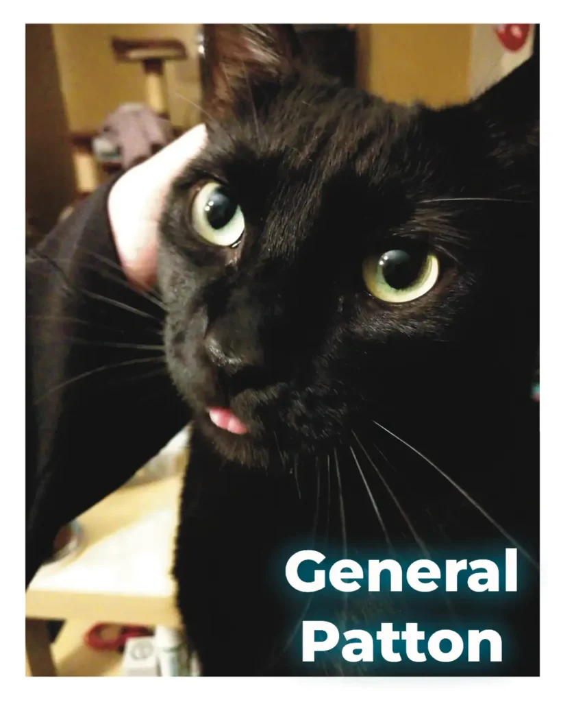 A black cat with his tongue out