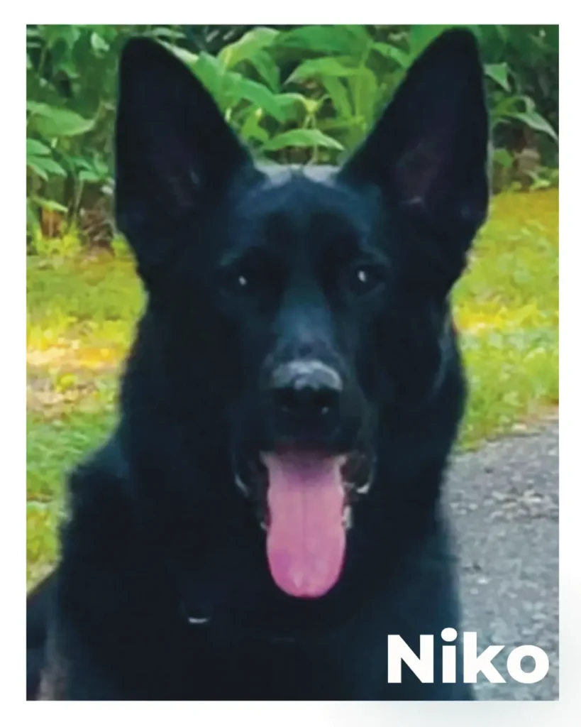 A black dog with his tongue out