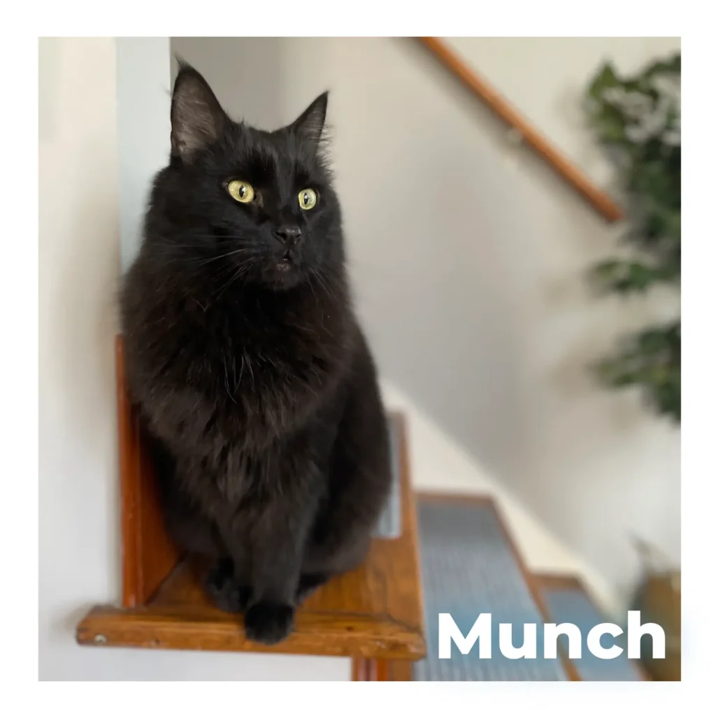 A black longhaired cat sitting quietly