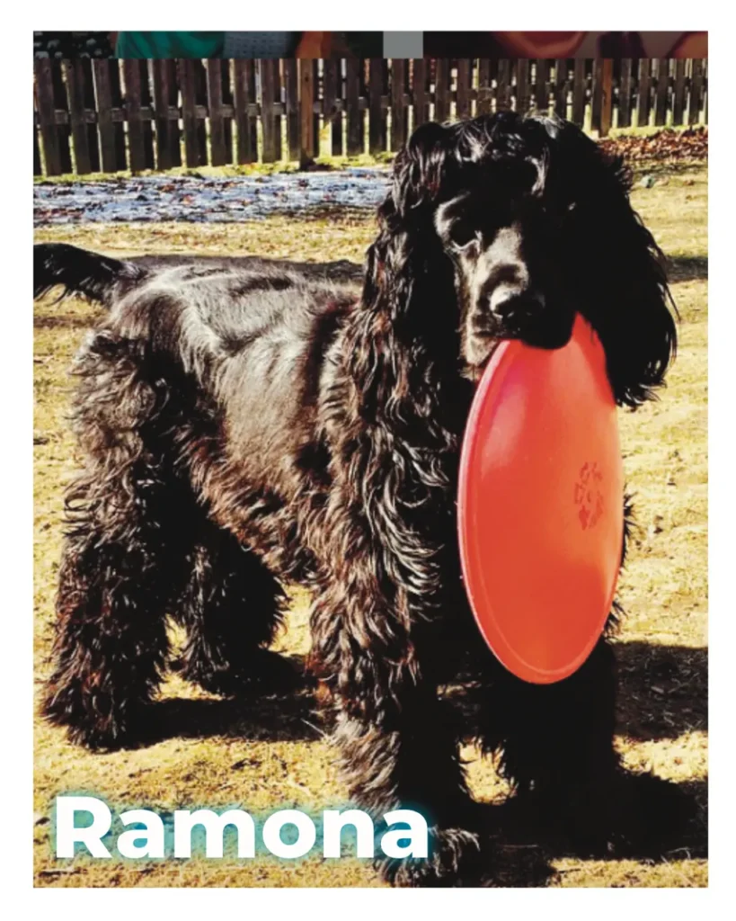 A black female Cocker Spaniel outside