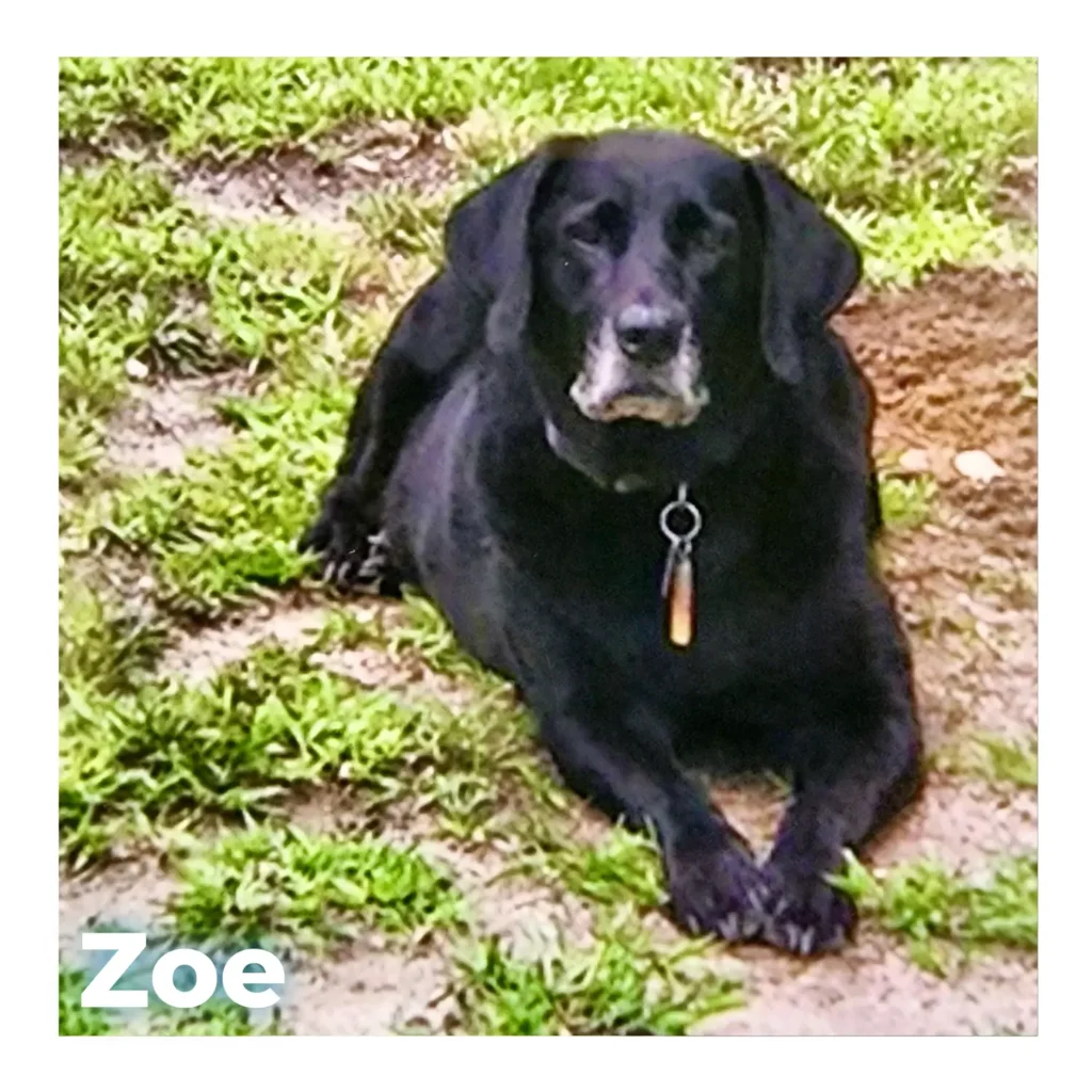 A black female dog resting calmly