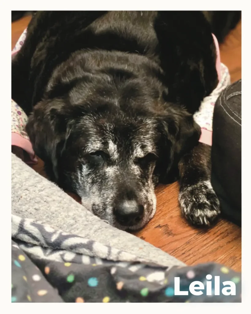 A black female Labrador lying calmly