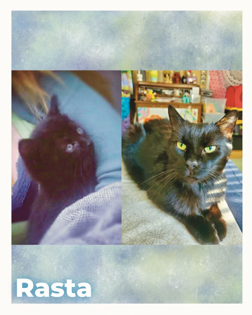 A black longhaired male cat resting