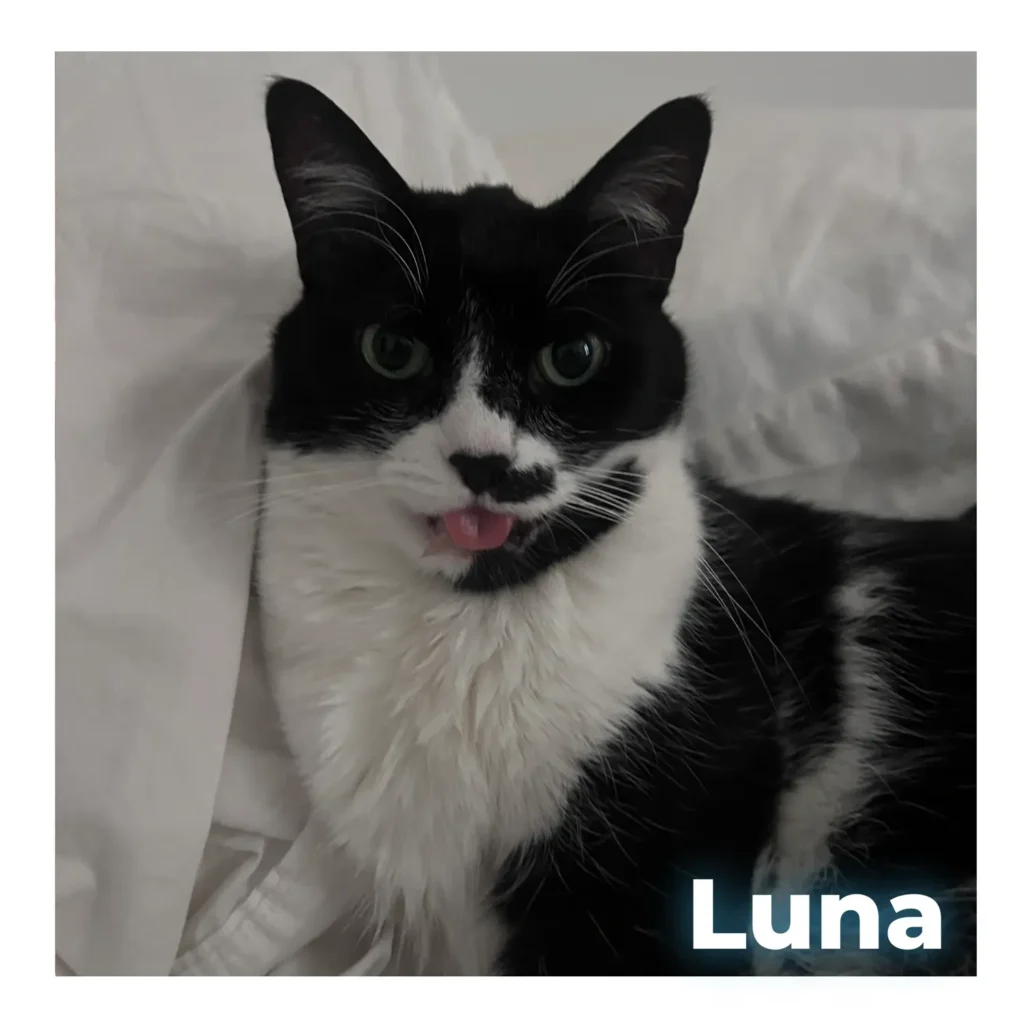 A black and white female cat