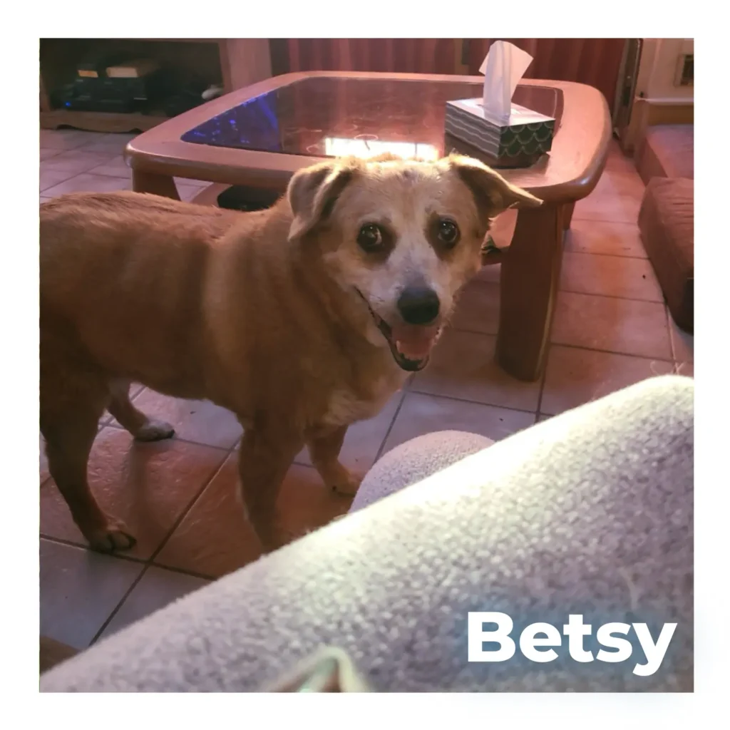 A brown female dog looking kindly at the camera