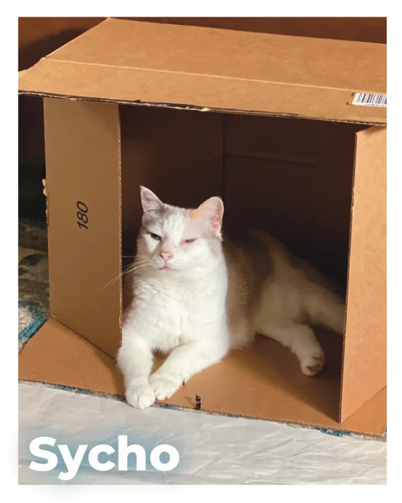 A cat sitting in a box