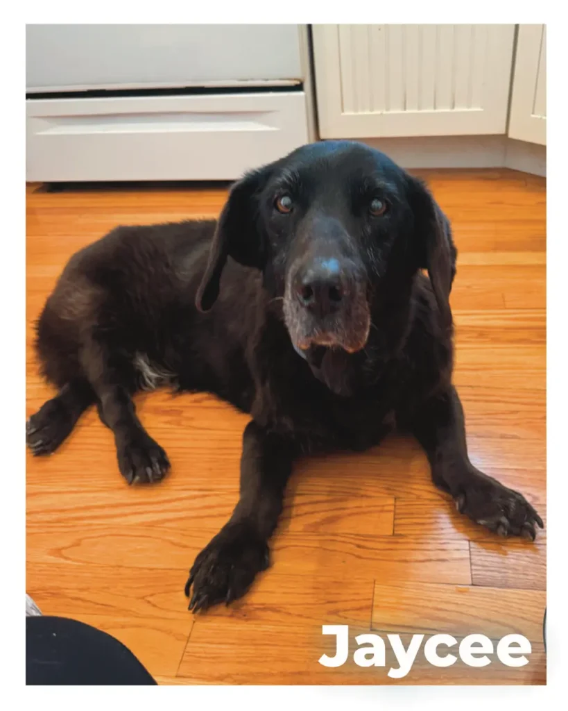 A female Bassett-Lab mix