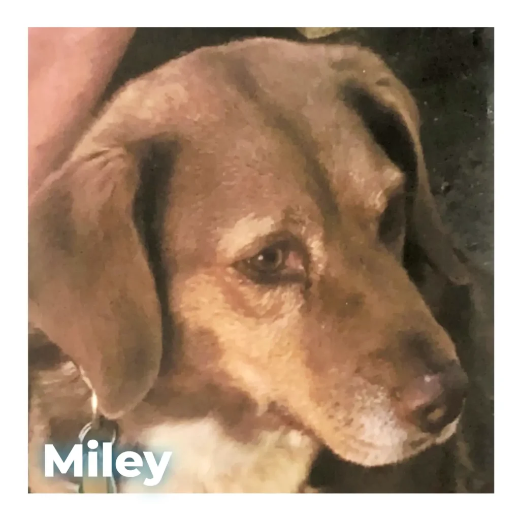 A female Beagle-Lab mix