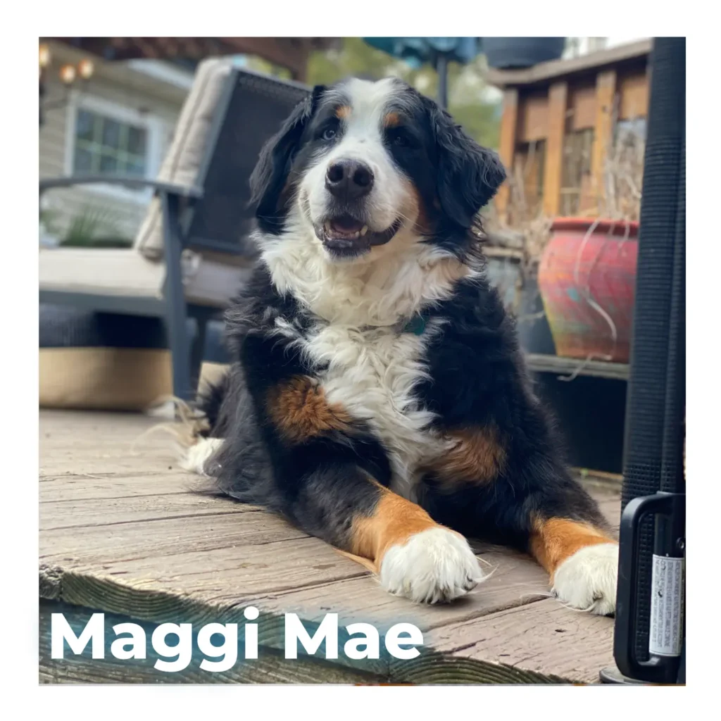 A female Bernese Mountain Dog