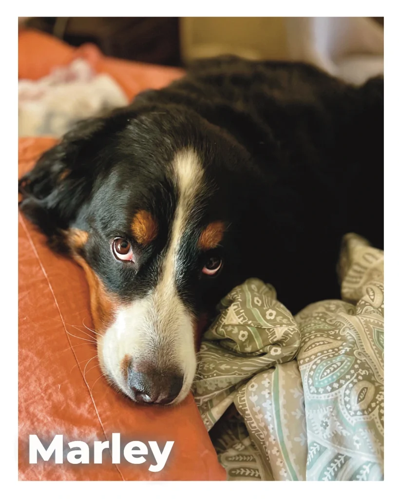 A female Bernese Mountain Dog lying peacefully