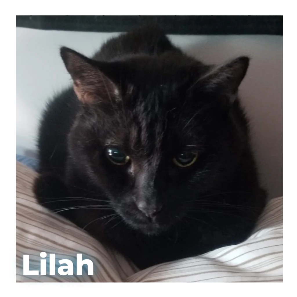 A female black cat resting peacefully