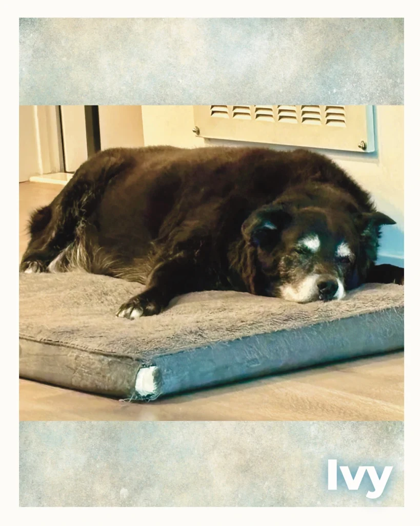 A large black female dog lying on her dog bed