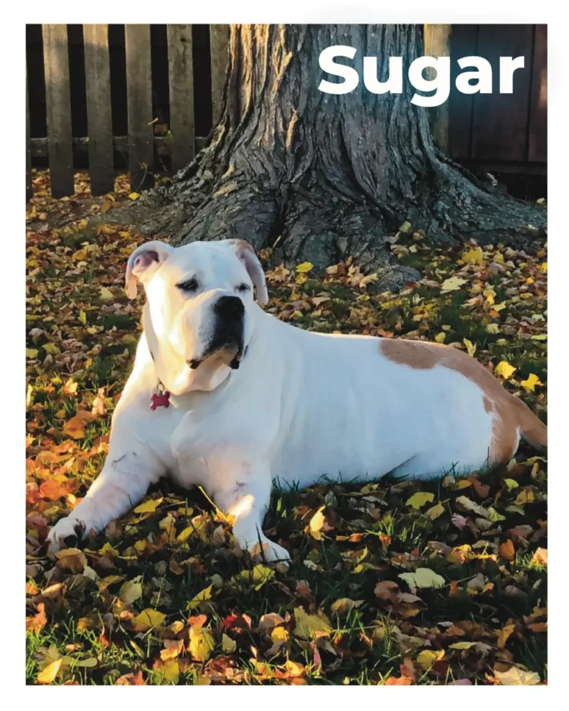 A female Bulldog sitting on fallen leaves