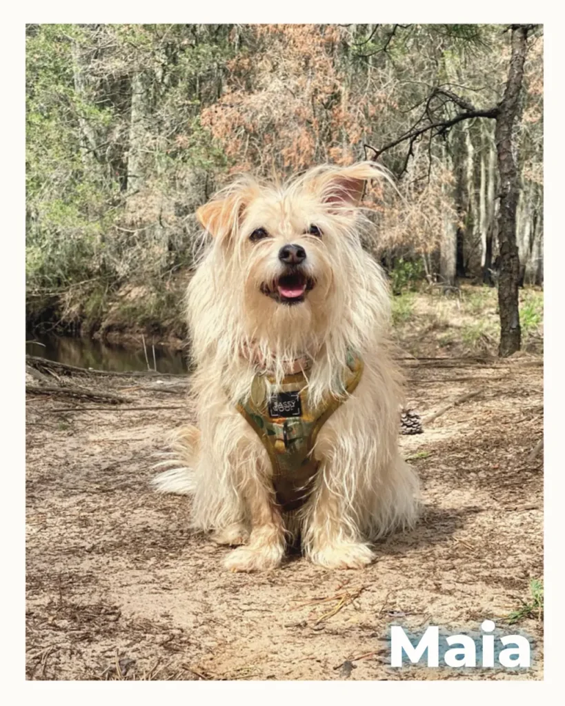 A Cairn Terrier and Jack Russell mix sitting outside