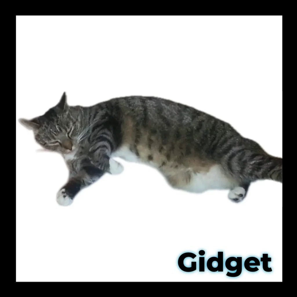 A female cat resting gently