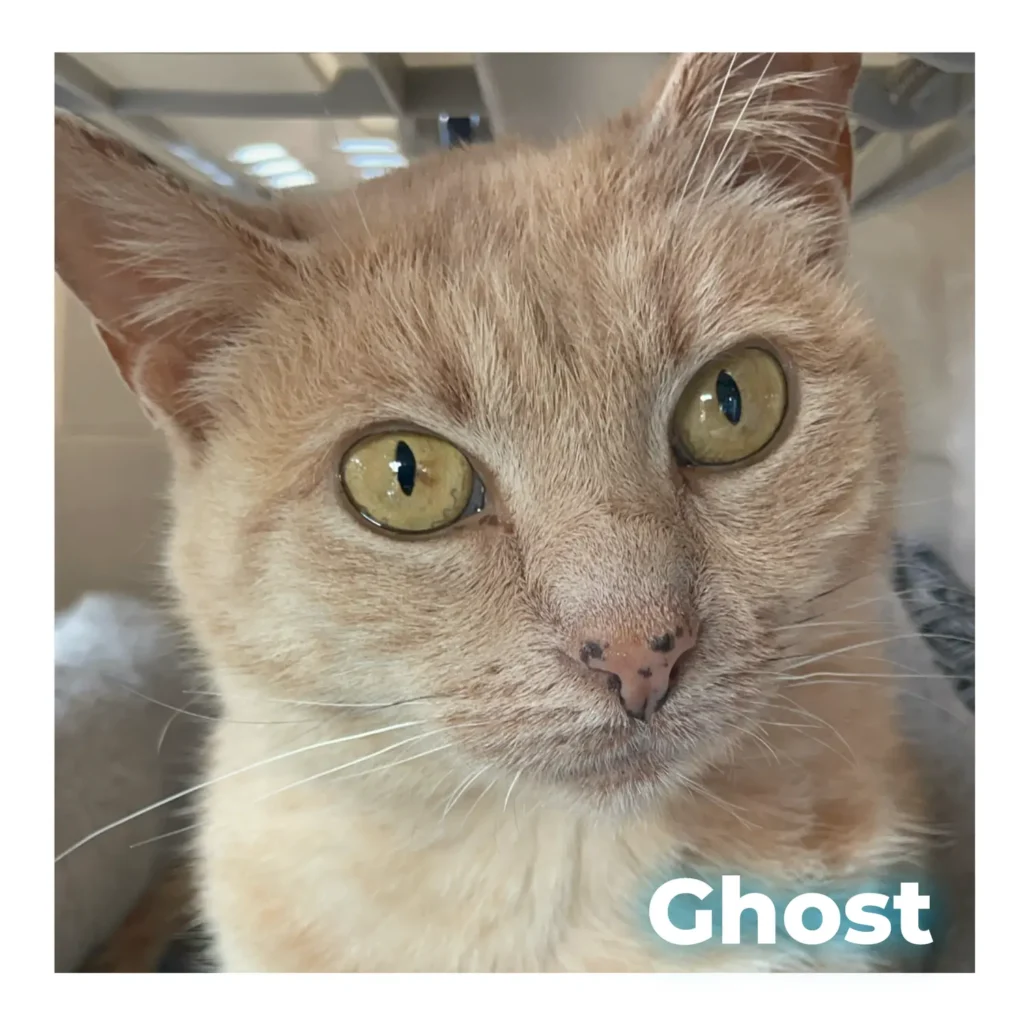 A female cat looking calmly at the camera