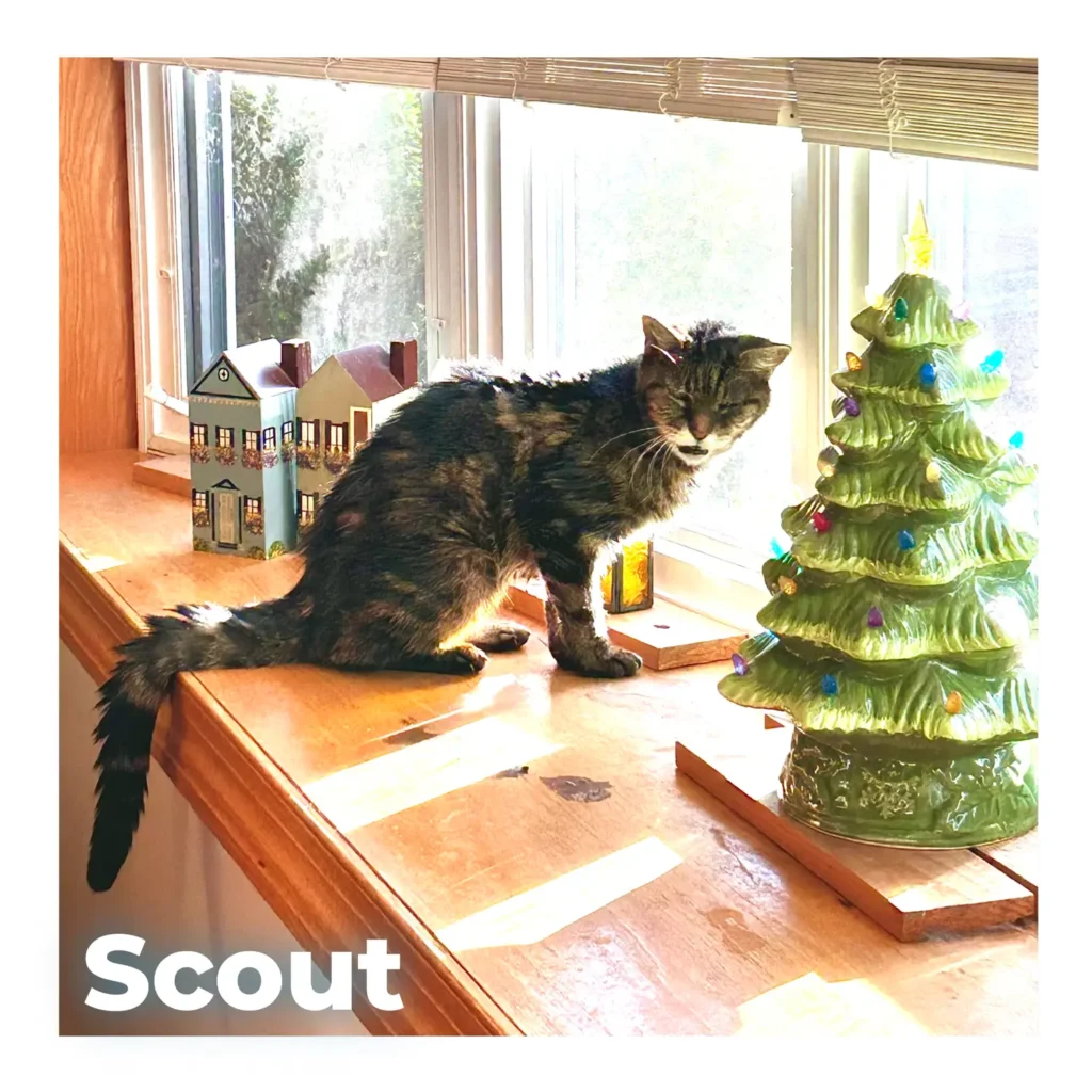 A female cat sitting by a window