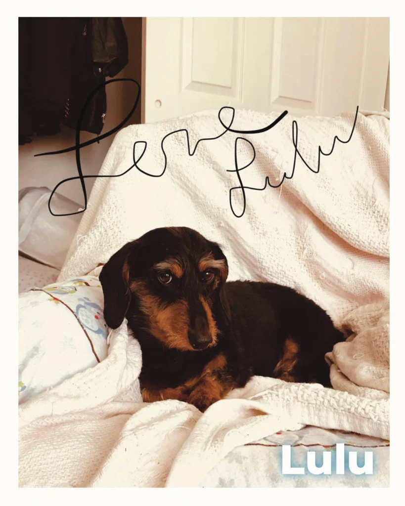A female Dachshund lounging comfortably