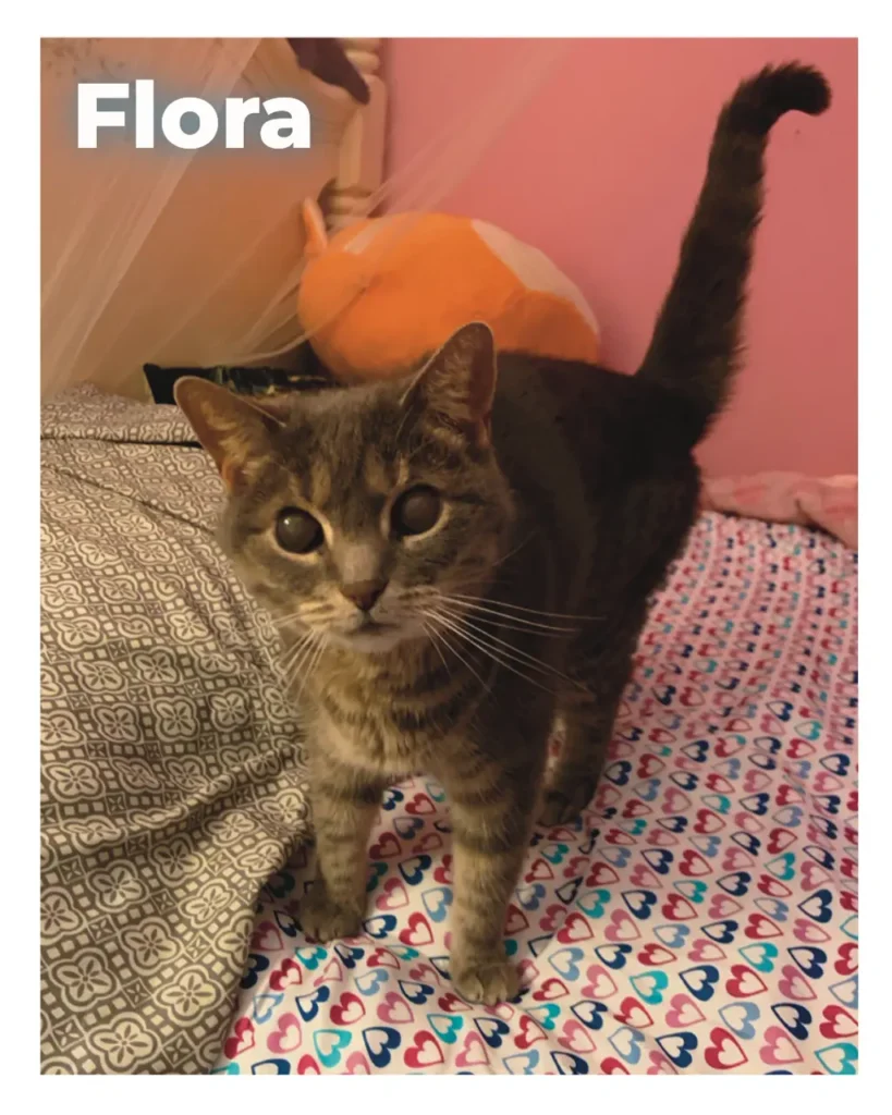 A female domestic shorthair cat