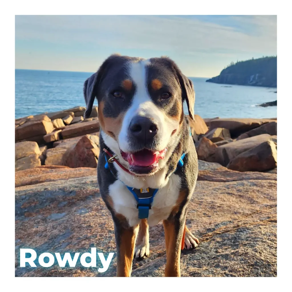 A female Greater Swiss Mountain Dog