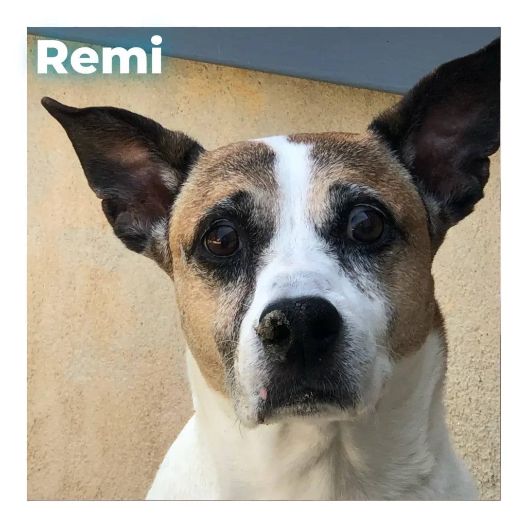 A large mixed breed female dog looking softly at the camera