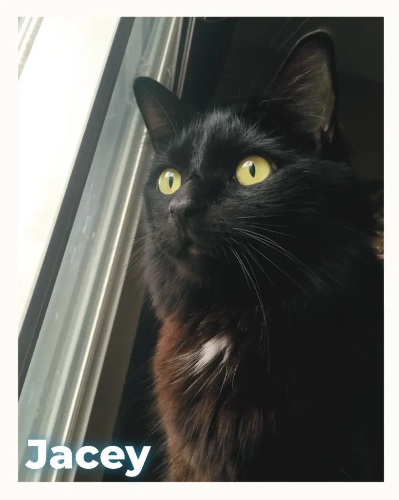 A longhaired black cat looking out a window