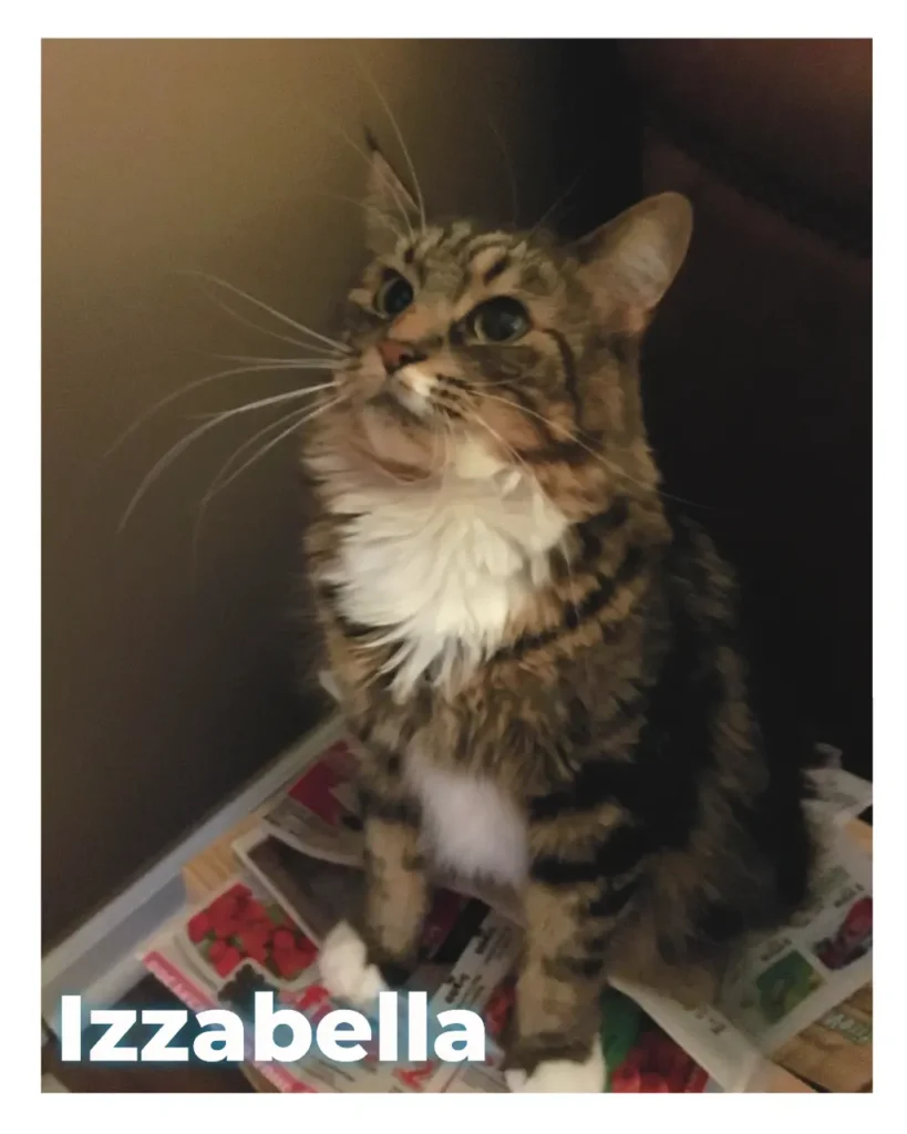 A longhaired female cat looking upward