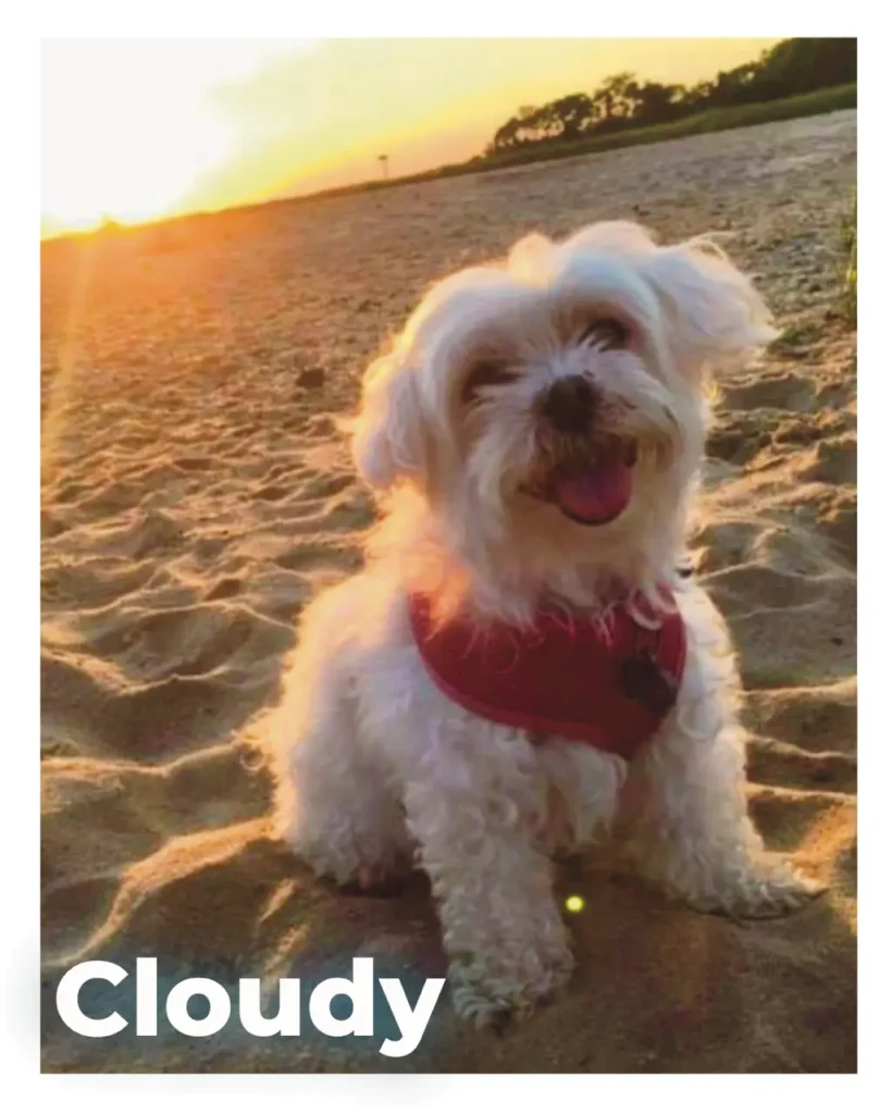 A female Maltese sitting on sand