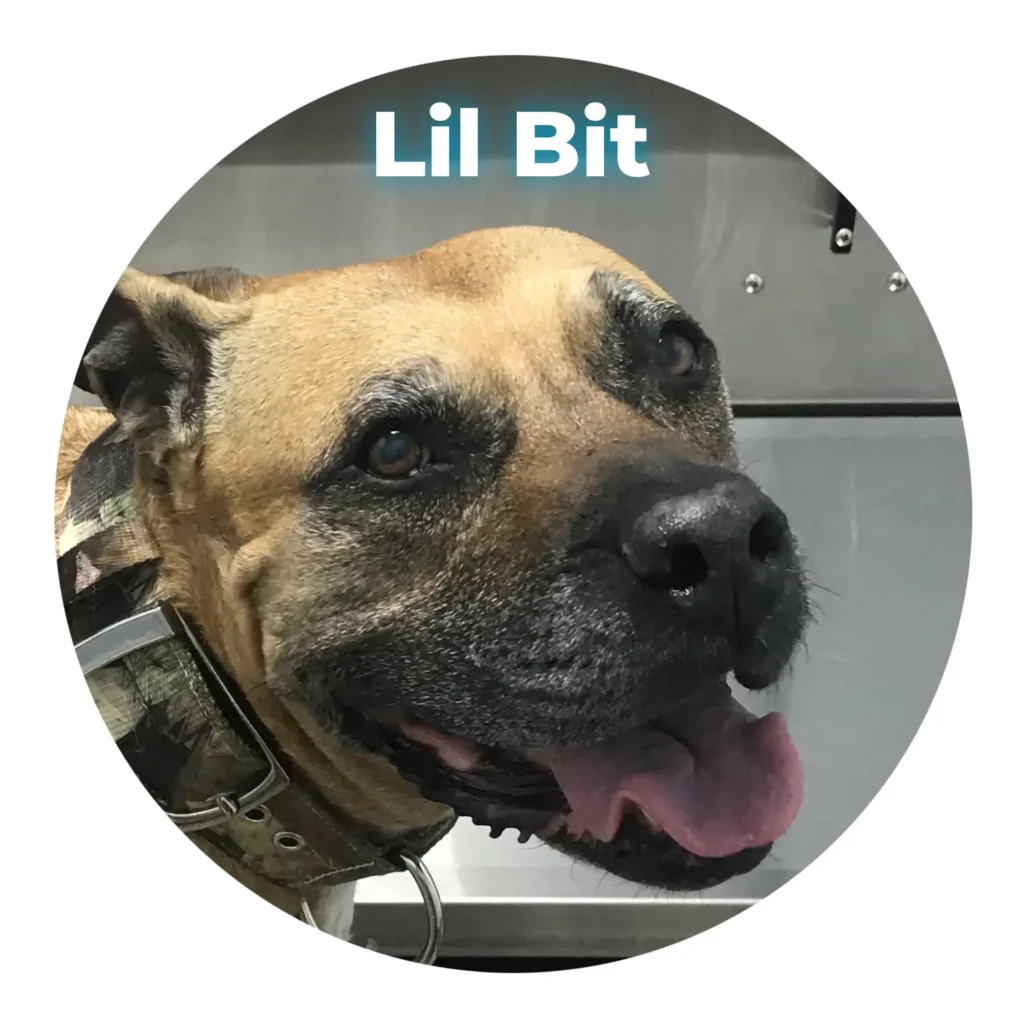 A female mixed breed dog resting